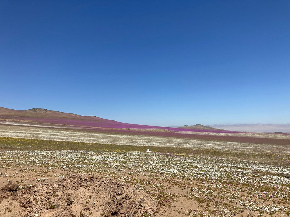 Cridesat UDA consiguió identificar el mapa genético y preservar muestras de ADN de plantas del desierto florido